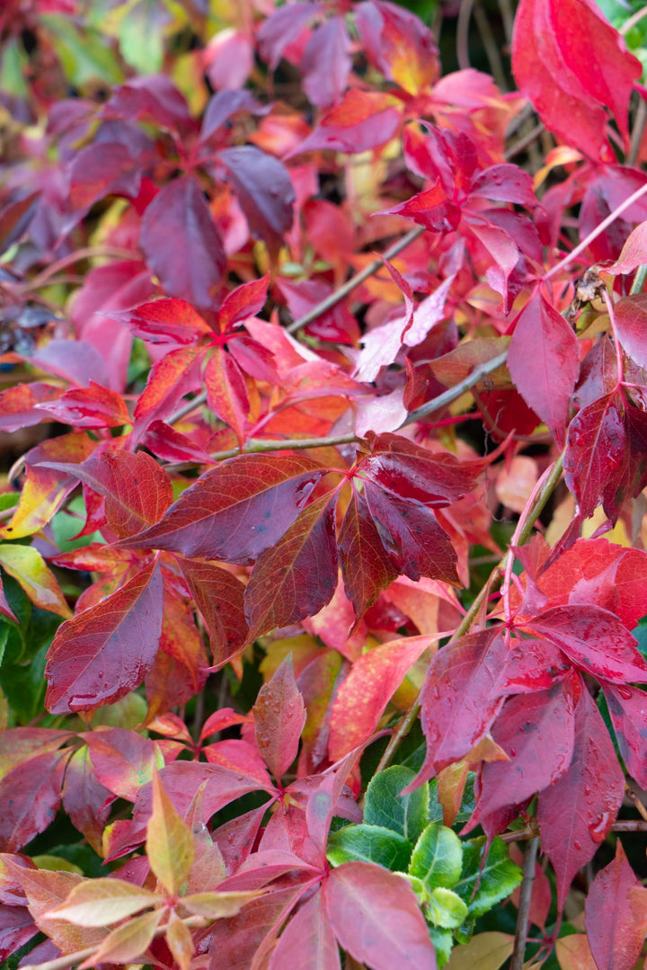 Parthenocissus henryana - Chinese Wilde Wingerd - Ø15cm - ↕65cm