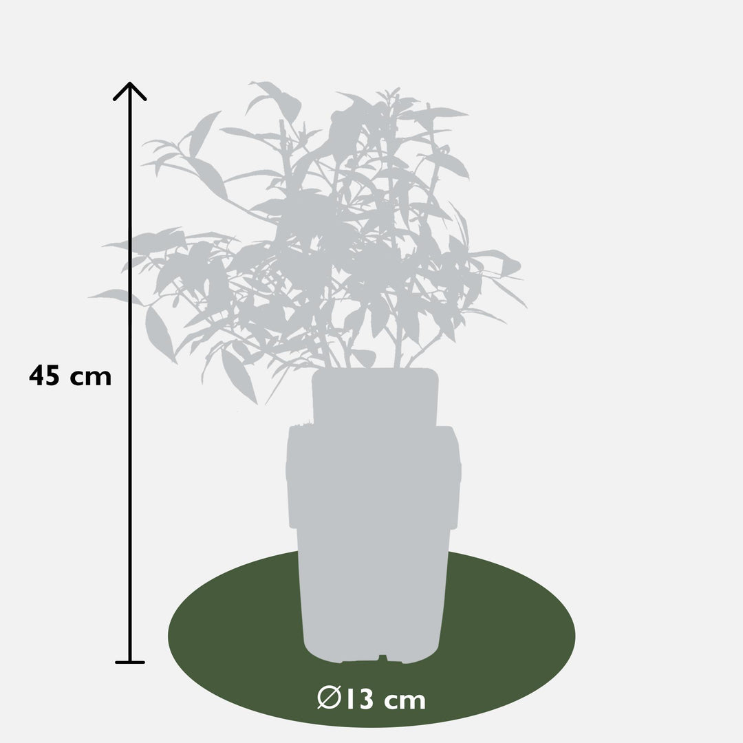 3x - Vitis Pixie mix - ↨30cm - Ø14
