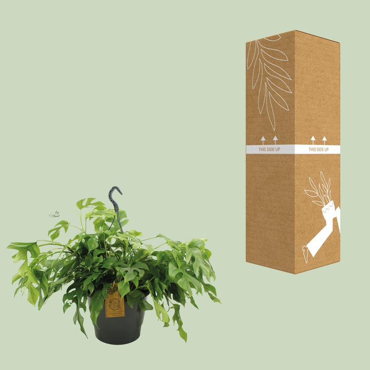 Monstera Minima 27cm HP - Ø27cm - ↕50cm