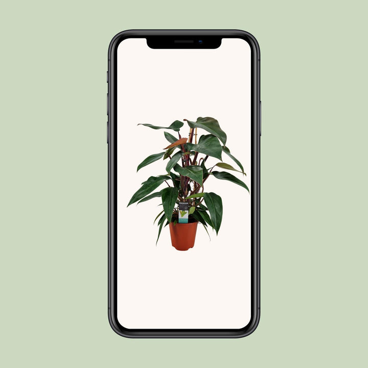 Philodendron New Red Pyramide - Ø19cm - ↕75cm