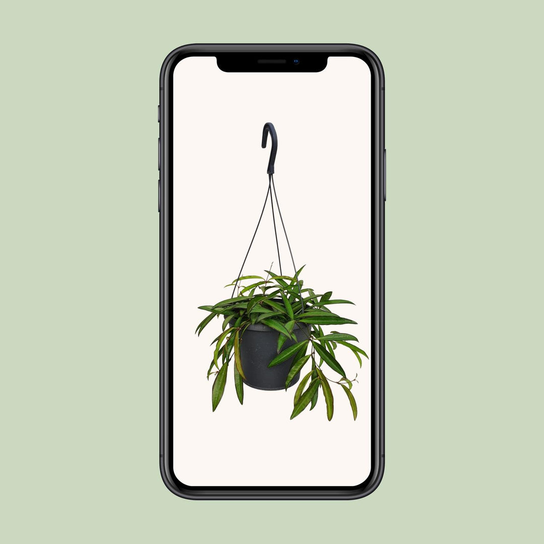 Hoya Weyetii- Ø19cm - ↕20cm