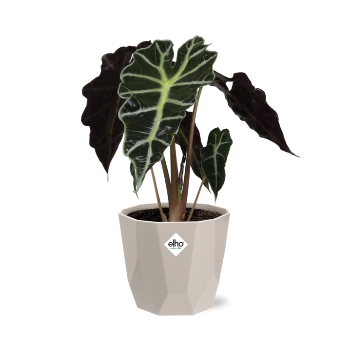 Alocasia ‘Polly’ in ELHO b.for rock 14 cm warm grey