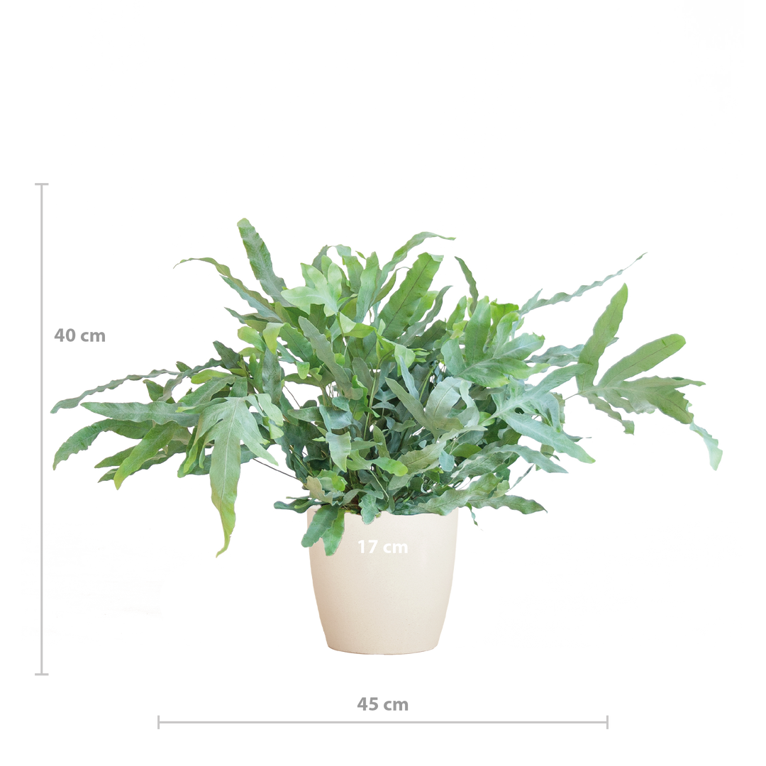 Phlebodium Aureum 'Blue Star' met Viber wit - 40cm - Ø17