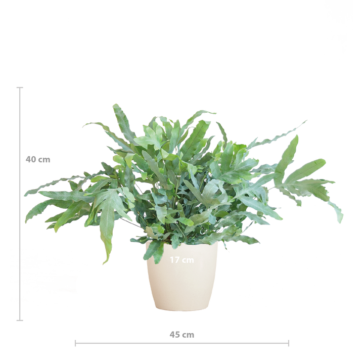 Phlebodium Aureum 'Blue Star' met Viber wit - 40cm - Ø17