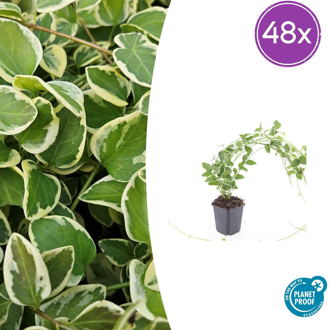 48x Vinca major 'Variegata' - ↕10-25cm - Ø9cm