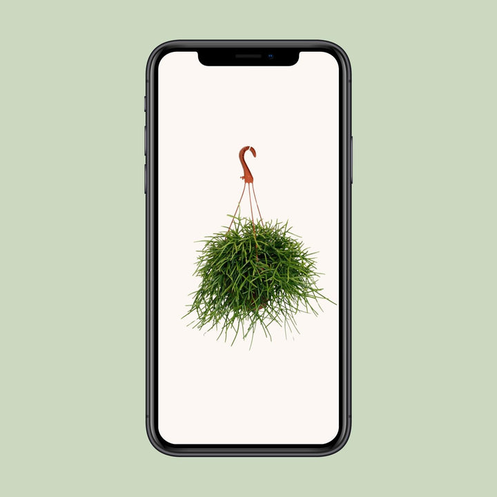 Rhipsalis Pulchra - Ø17cm - ↕45cm