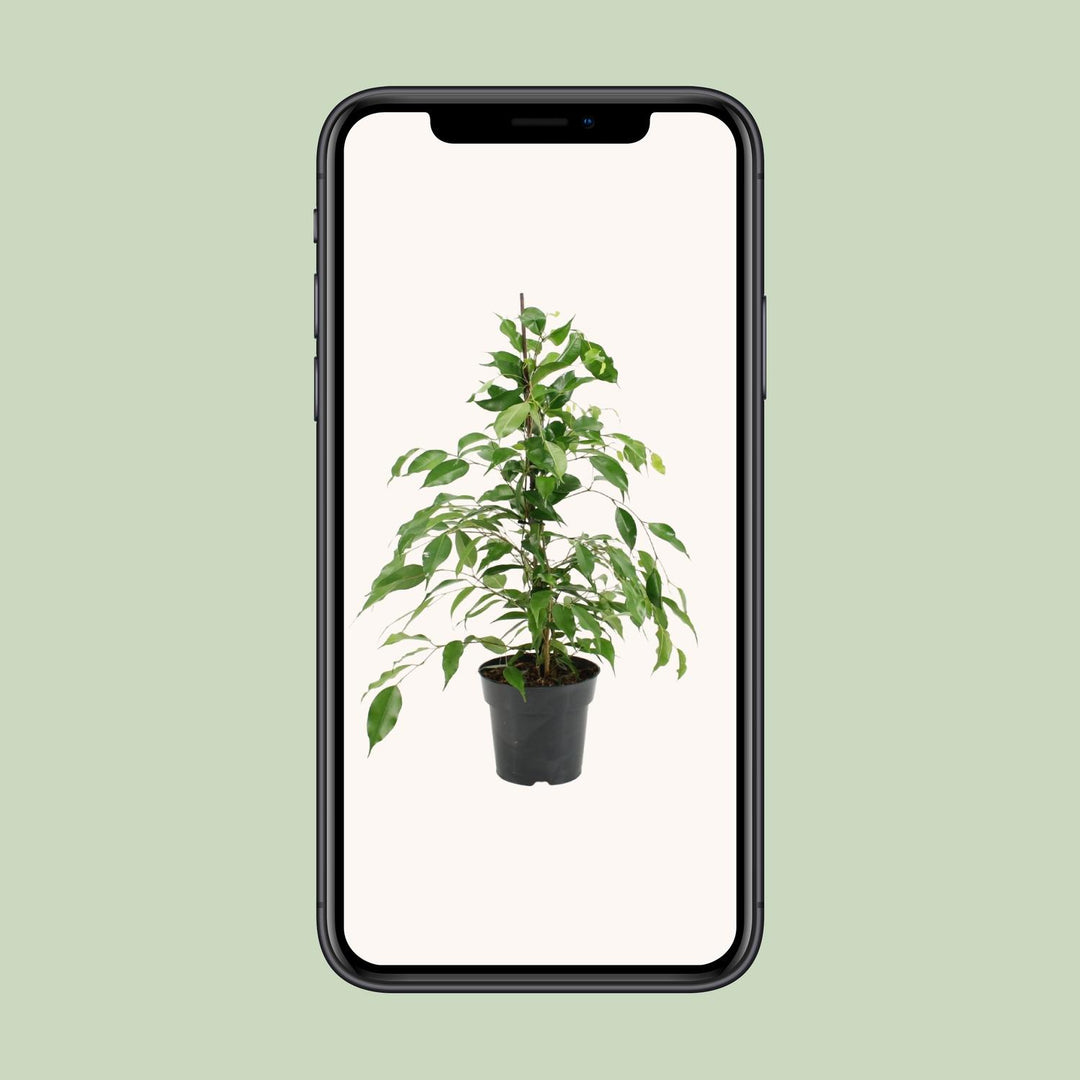 Ficus Benjamina Danita - Ø17cm - ↕70cm