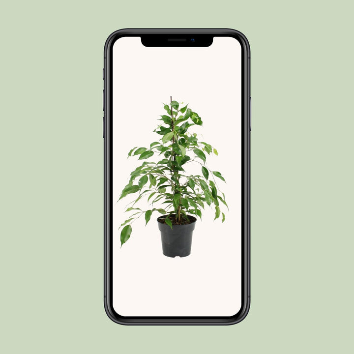 Ficus Benjamina Danita - Ø17cm - ↕70cm