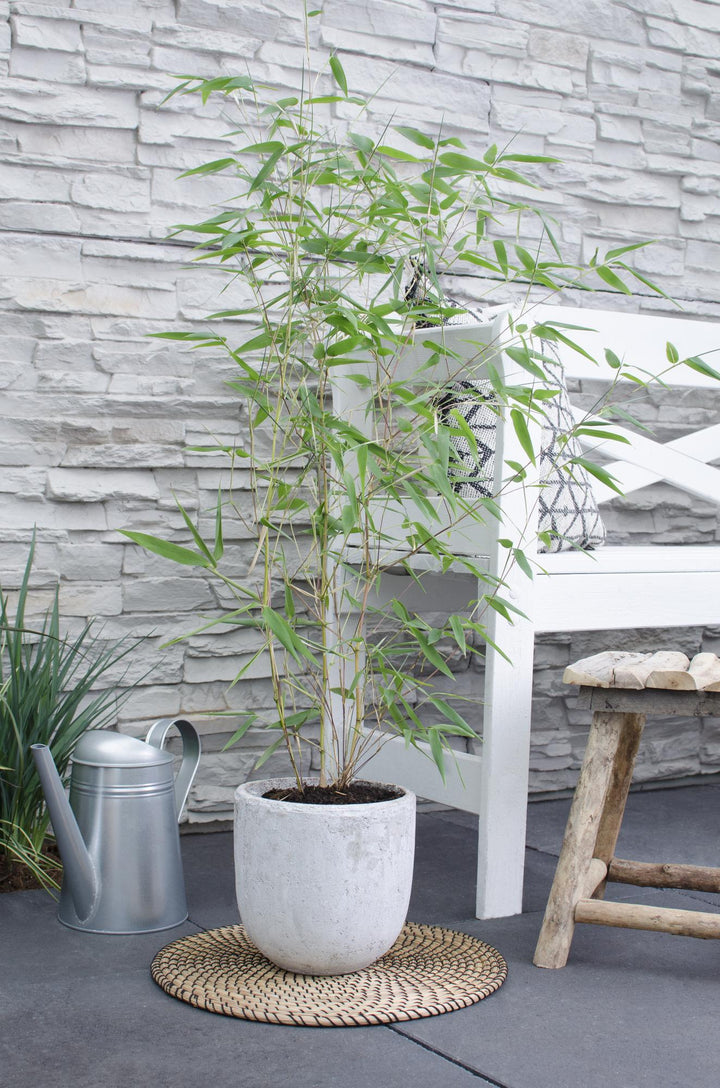 Phyllostachys 'Bissetii' - Groene stam bamboe - Ø14cm - ↕100cm
