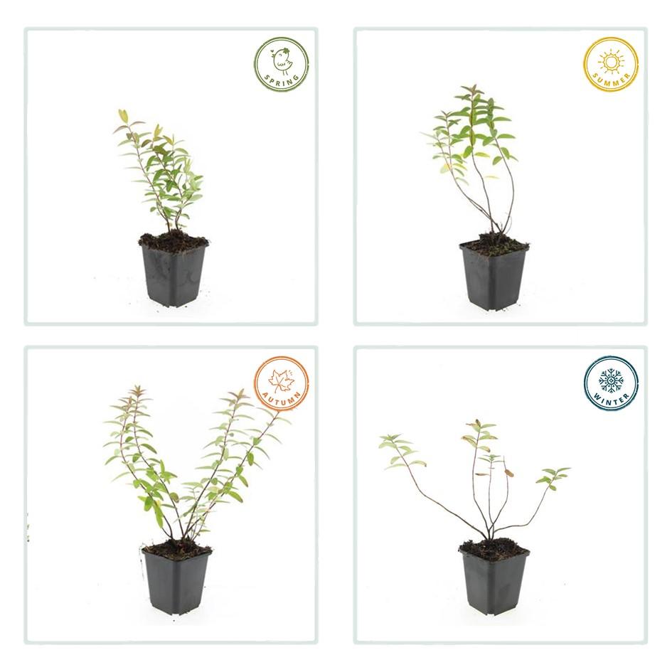 12x Hypericum 'Hidcote' - ↕10-25cm - Ø9cm