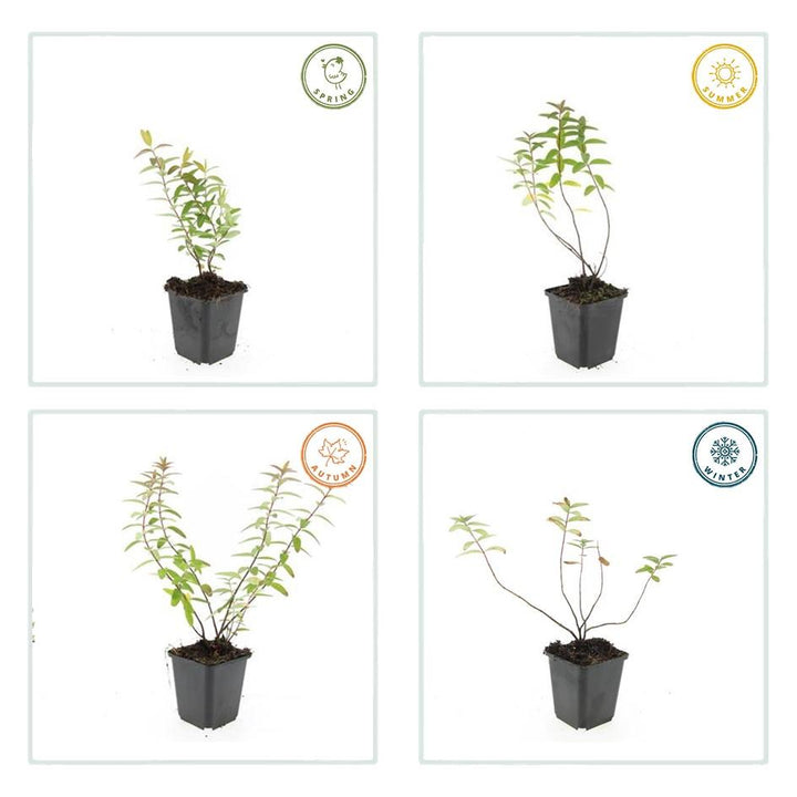 12x Hypericum 'Hidcote' - ↕10-25cm - Ø9cm