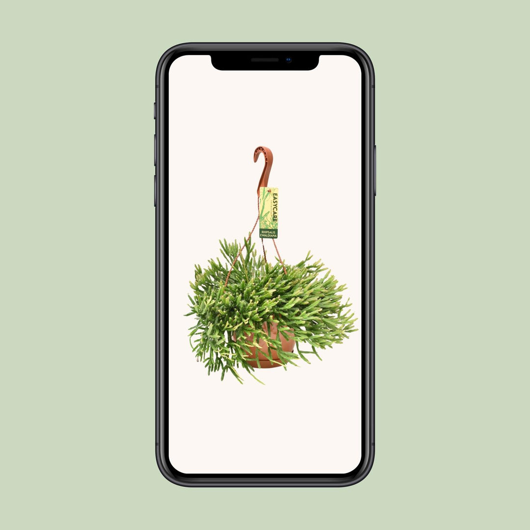 Rhipsalis Ewaldiana - Ø17cm - ↕40cm