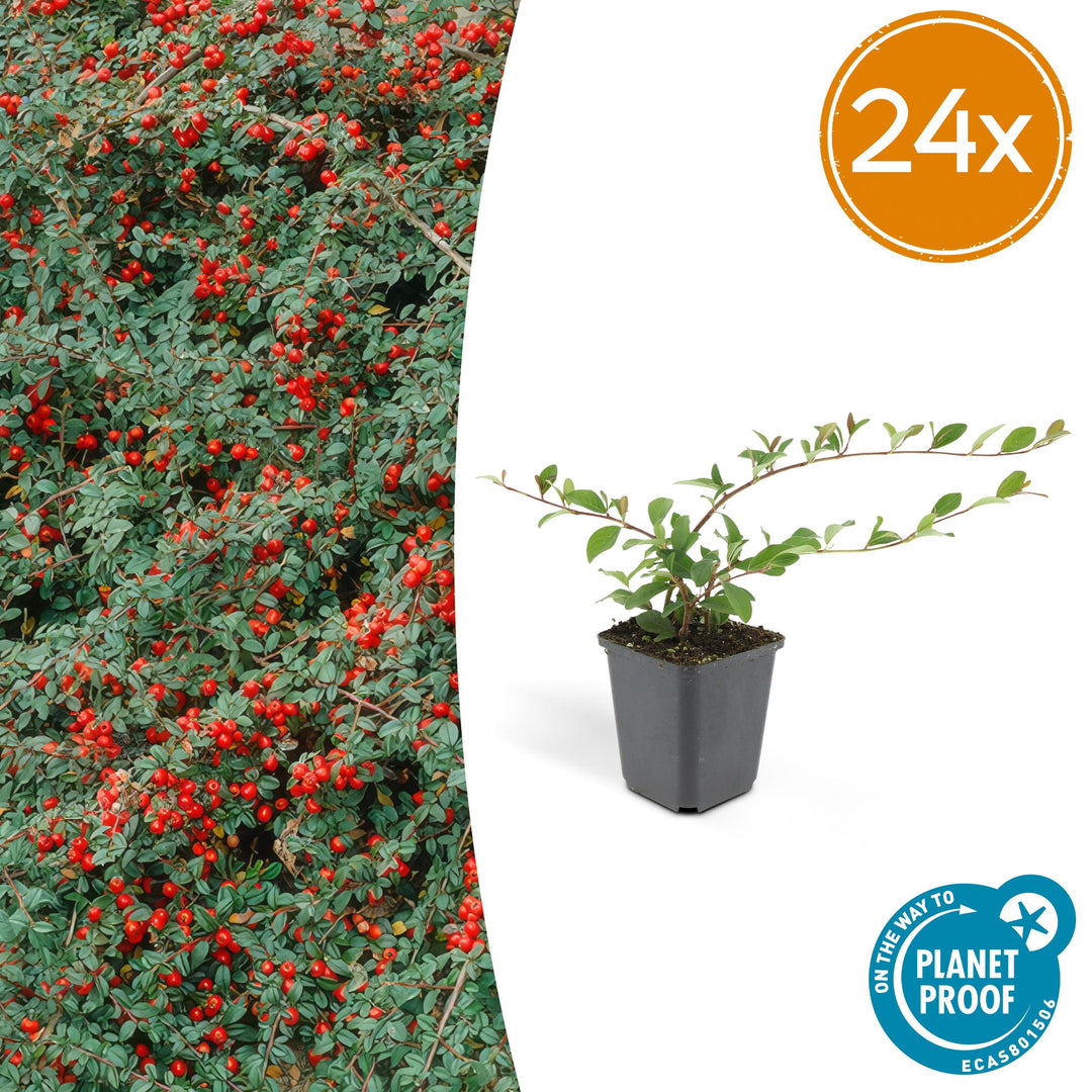 24x Cotoneaster dam. 'Major' - ↕25cm - Ø9cm
