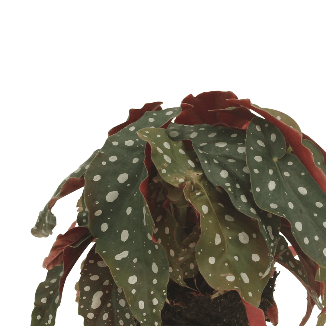 2x Begonia Maculata  - Blad Begonia - 20cm - ø12