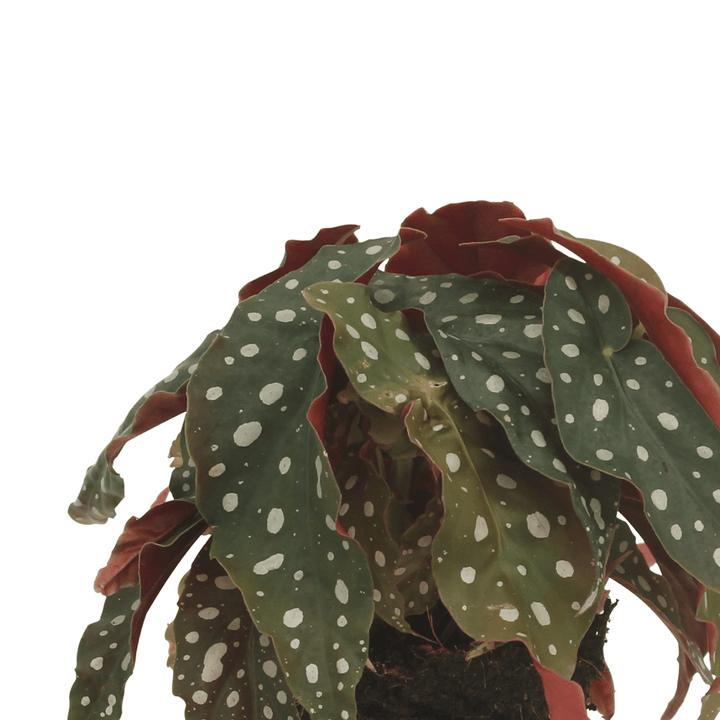 2x Begonia Maculata  - Blad Begonia - 20cm - ø12