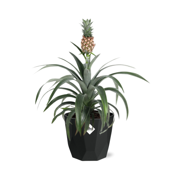 Ananas Mi Amigo in 14cm b.for rock living black