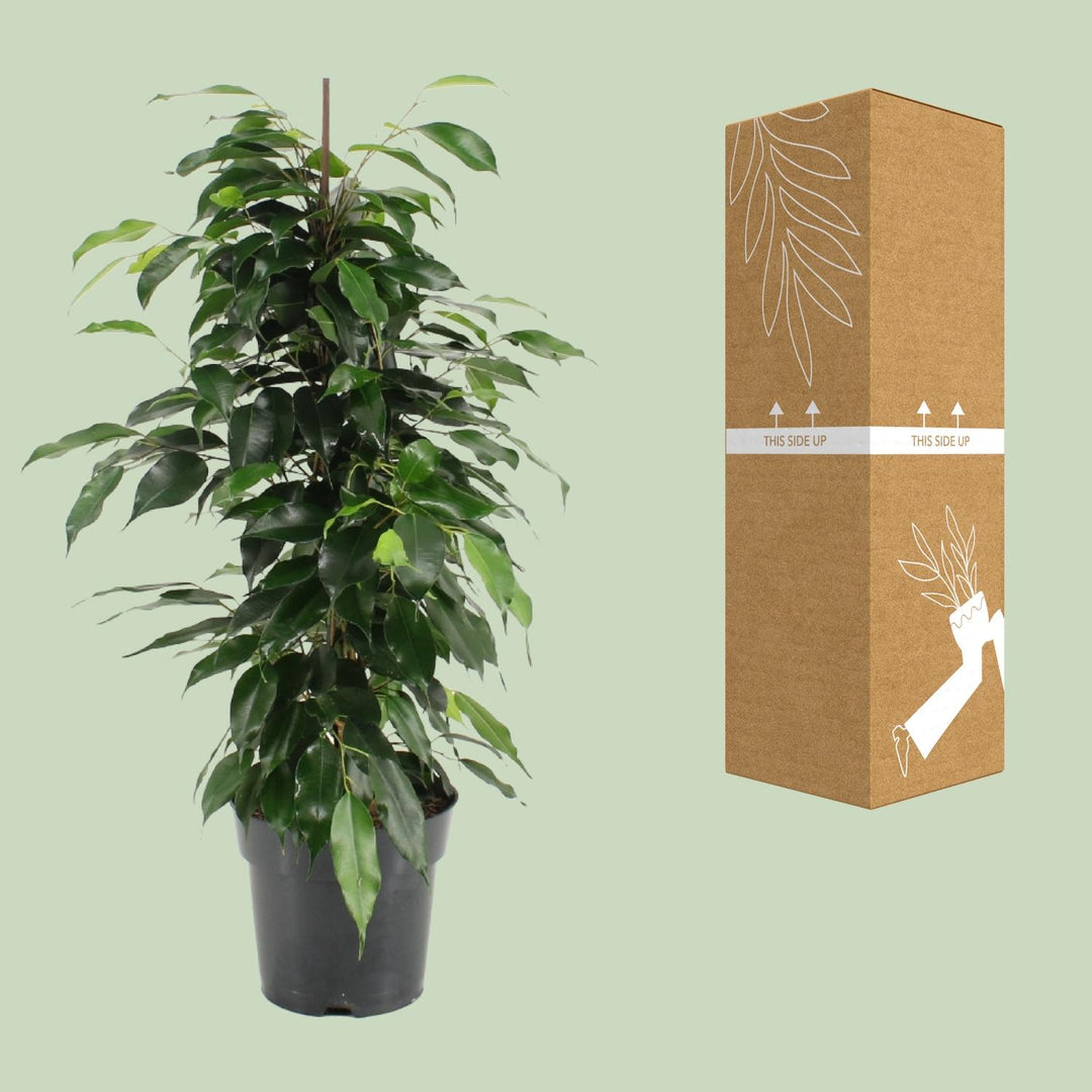 Ficus Benjamina Danielle - Ø17cm - ↕70cm