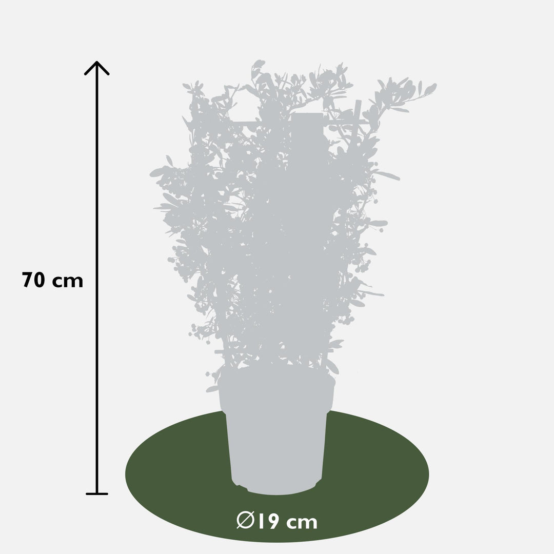 Pyracantha coccinea Red Star - Ø23cm - ↕75cm - Ø19 - ↨70cm