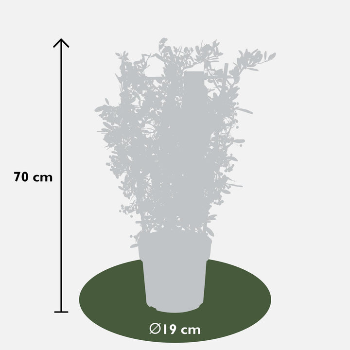 Pyracantha coccinea Red Star - Ø23cm - ↕75cm - Ø19 - ↨70cm