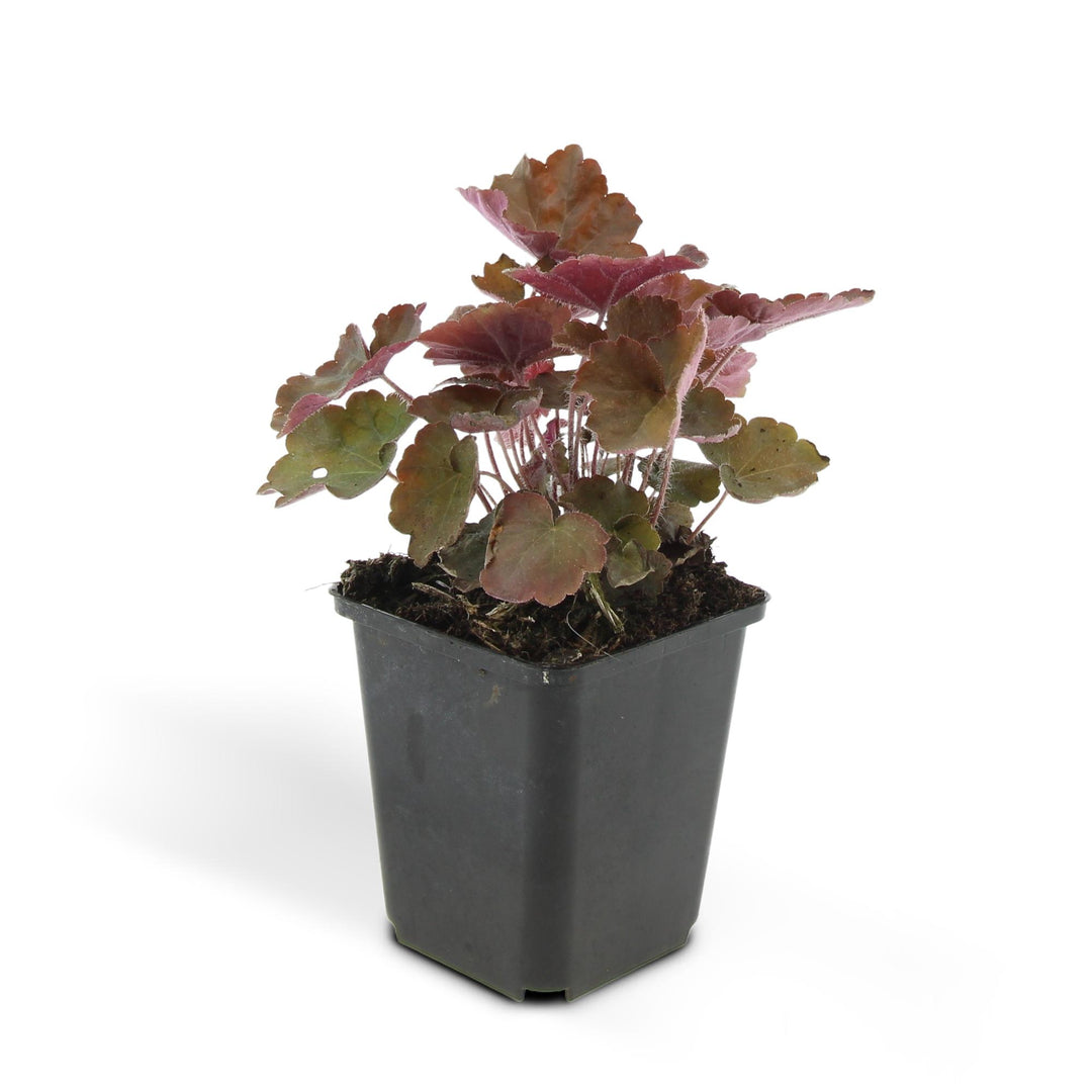 24x Heuchera mic. 'Palace Purple' - ↕10-25cm - Ø9cm