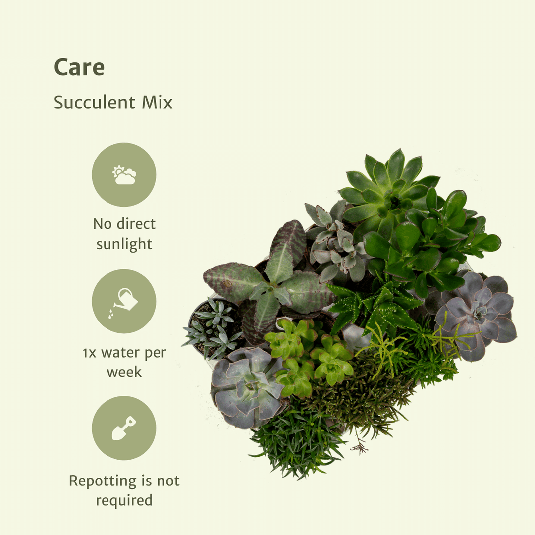 Everspring - Succulenten Mix - 18 stuks - 10 cm - Ø8,5 - 9