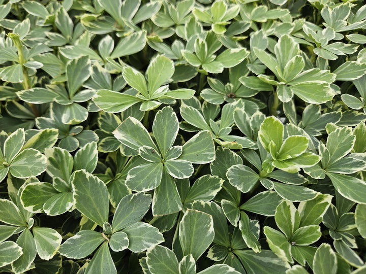 20x Pachysandra term. 'Variegata' - ↕10-25cm - Ø9cm