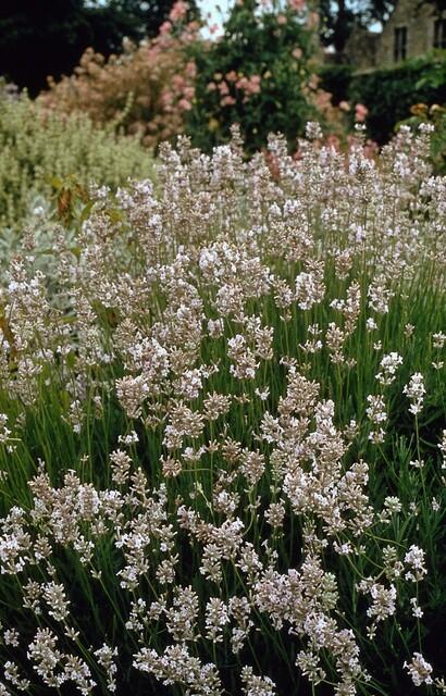 20x Lavandula int. 'Edelweiss' - ↕10-25cm - Ø9cm