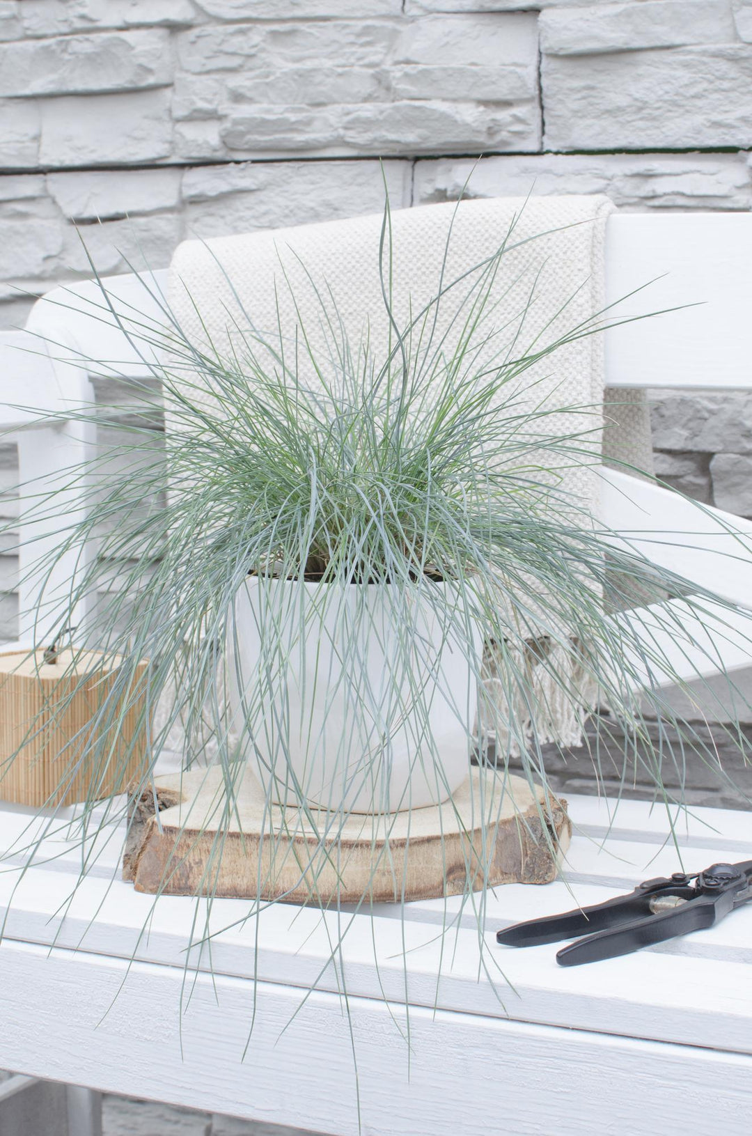 Festuca glauca Azura Blue - Ø19cm - ↕40cm - Ø14 - ↨30cm