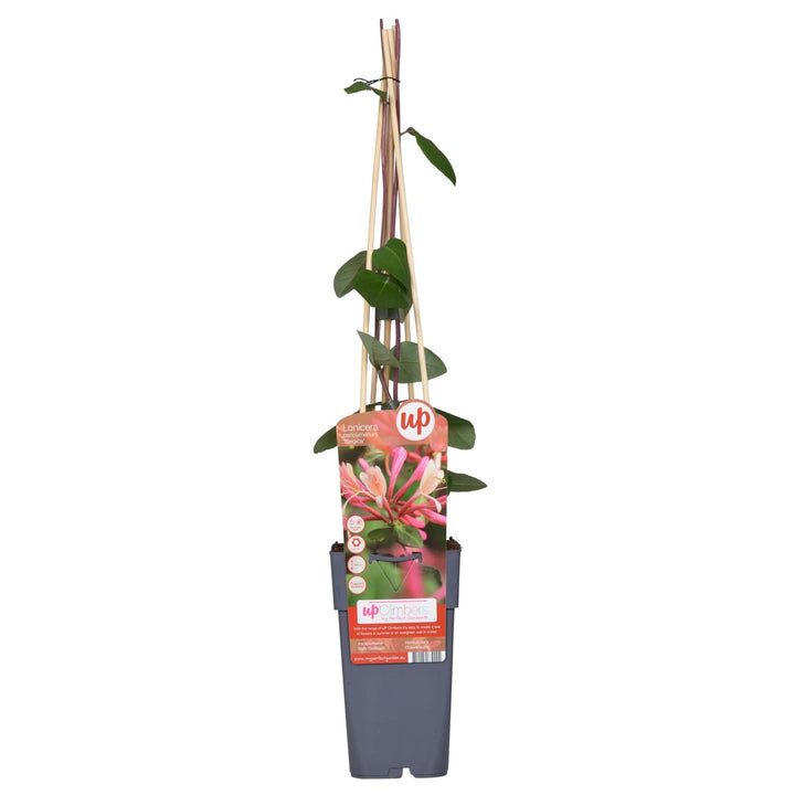 Lonicera periclymenum 'Belgica' - Ø15cm - ↕65cm