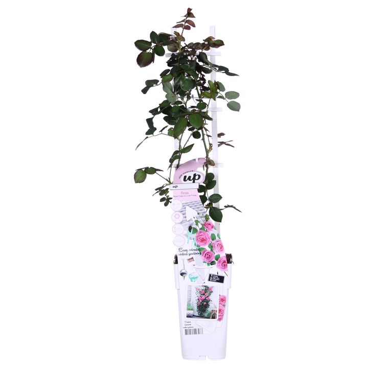 3x - Rosa Crazy in love 'Pink' - ↨65cm - Ø15
