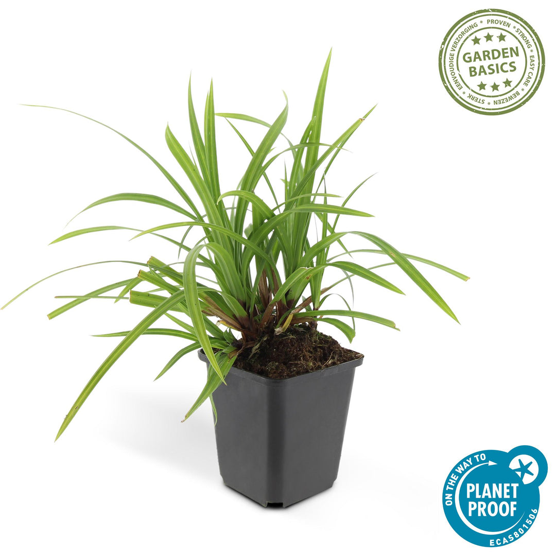 24x Carex morrowii 'Irish Green' - ↕10-25cm - Ø9cm