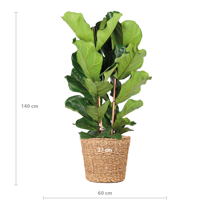 Ficus Lyrata XL met Torun mand - 140cm - Ø27