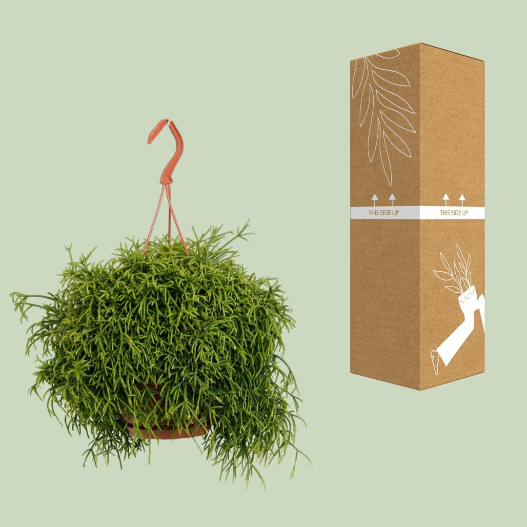 Rhipsalis Baccifera Oasis - Ø17cm - ↕45cm