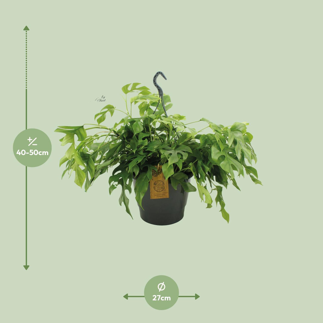 Monstera Minima 27cm HP - Ø27cm - ↕50cm