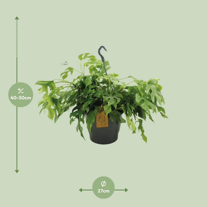 Monstera Minima 27cm HP - Ø27cm - ↕50cm