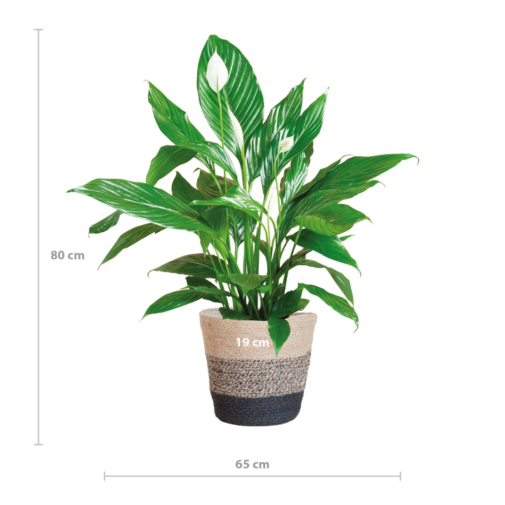 Spathiphyllum met Mand Lissabon zwart - 80cm - Ø21