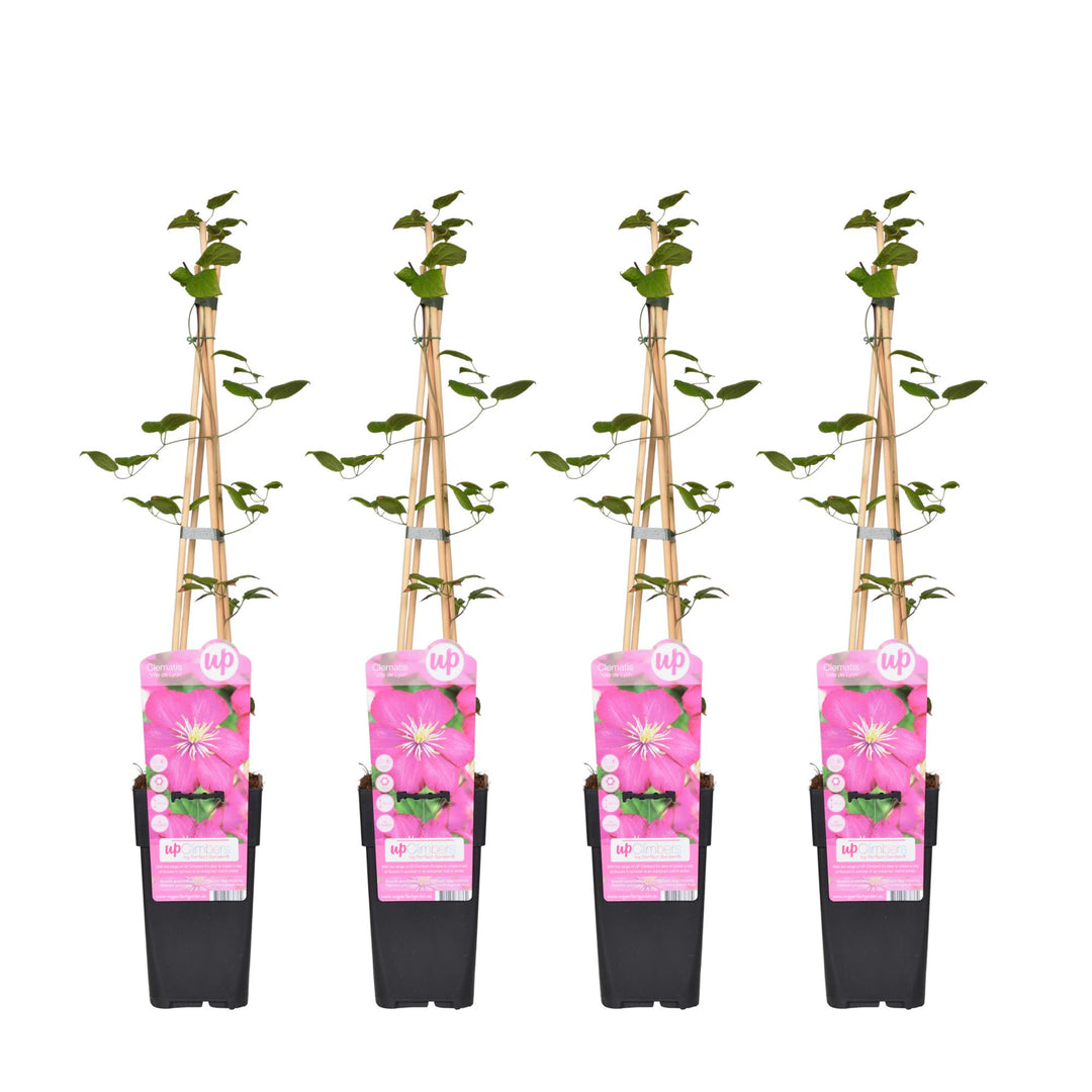 4x - Clematis Ville de Lyon - ↨65cm - Ø15