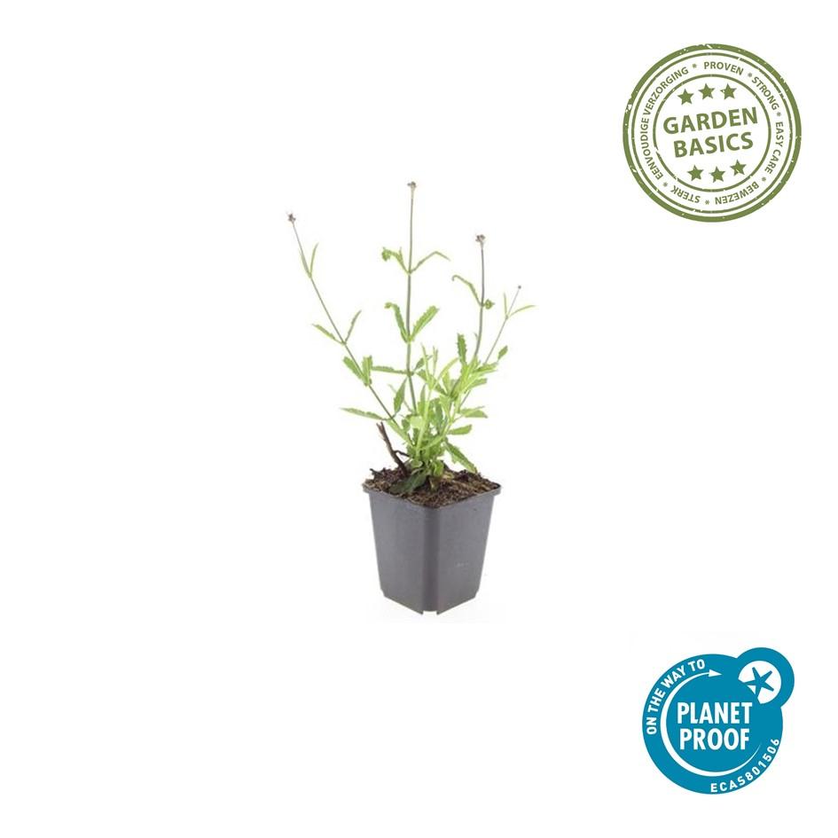 24x Verbena bon. 'Lollipop' - ↕10-25cm - Ø9cm