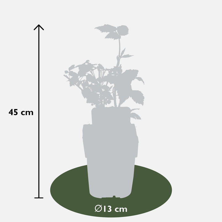 4x - Rubus 'Autumn' Mix - ↨45cm - Ø13