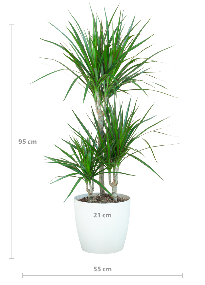 Dracaena Marginata met Viber wit - 95cm - Ø21