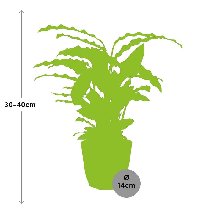 Calathea Rufibarba ‘Tropistar’ in ELHO b.for rock 14 cm warm grey