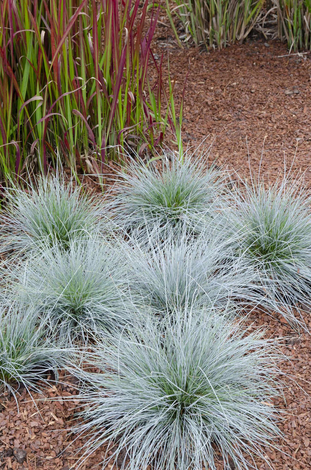 Festuca glauca Azura Blue - Ø19cm - ↕40cm - Ø19 - ↨40cm