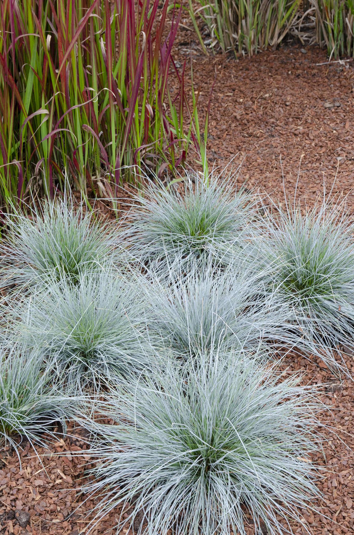 Festuca glauca Azura Blue - Ø19cm - ↕40cm - Ø19 - ↨40cm