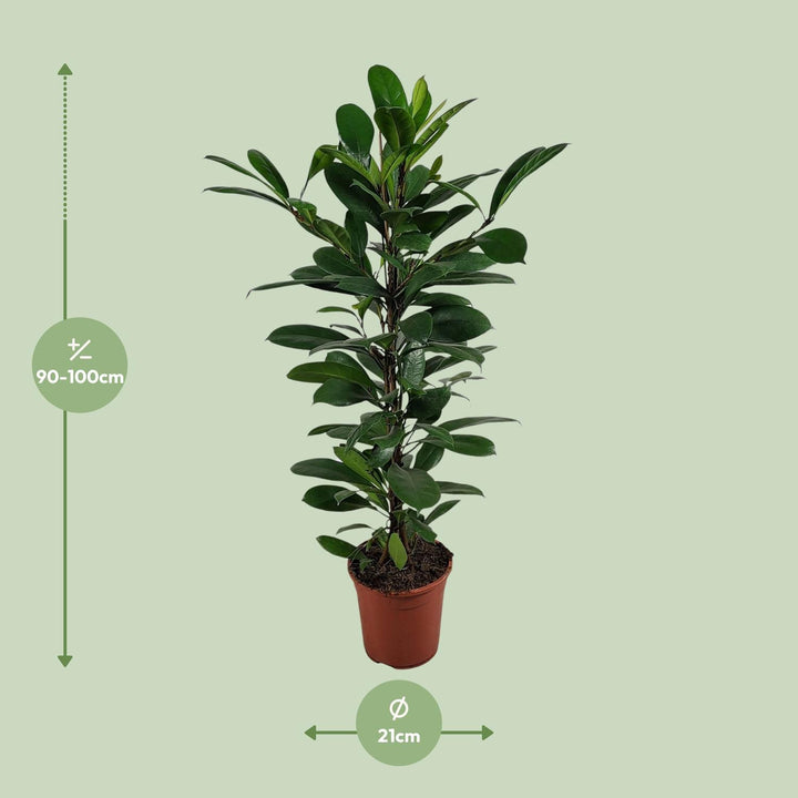 Ficus Cyathistipula - Ø21cm - ↕100cm