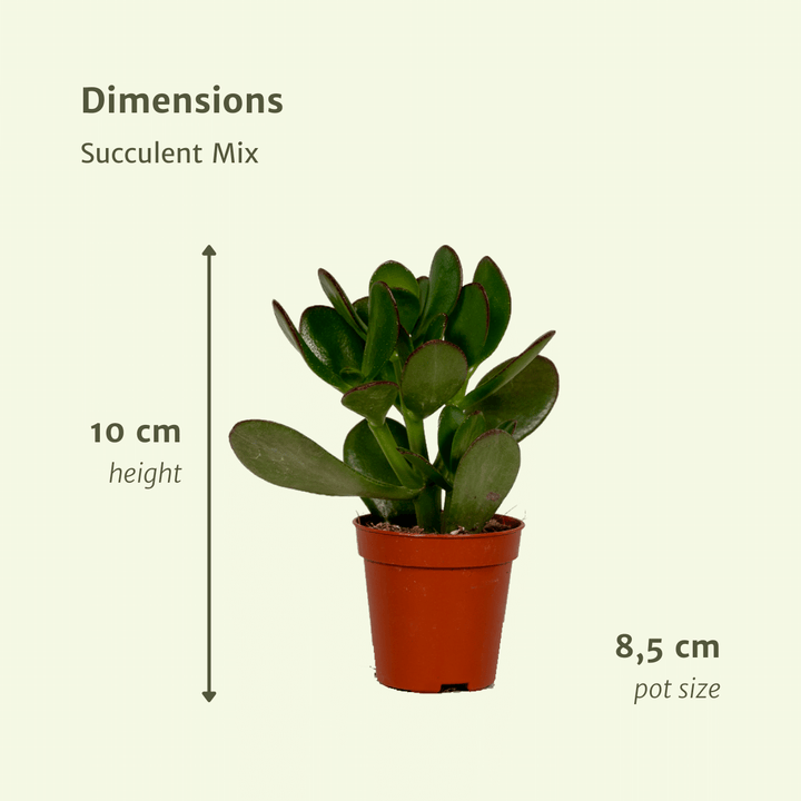 Everspring - Succulenten Mix - 18 stuks - 10 cm - Ø8,5 - 9