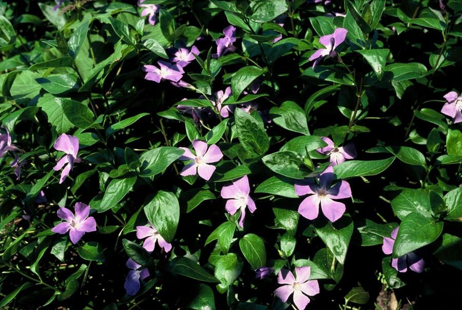 24x Vinca major - ↕10-25cm - Ø9cm