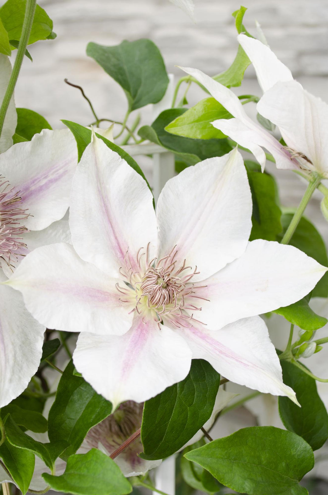 Clematis Corinne - Clematis Evison Wit - Ø15cm - ↕65cm - Ø15 - ↨65cm