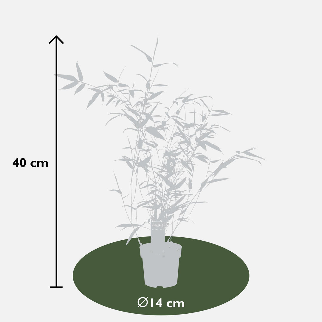 Phyllostachys 'Bissetii' - Groene stam bamboe - Ø14cm - ↕100cm
