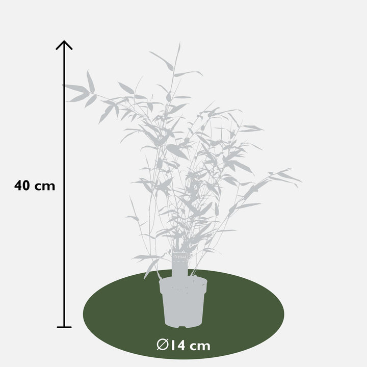 Phyllostachys 'Bissetii' - Groene stam bamboe - Ø14cm - ↕100cm