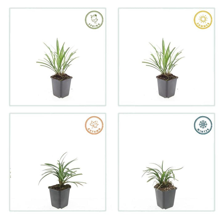 12x Liriope muscari 'Ingwersen' - ↕10-25cm - Ø9cm